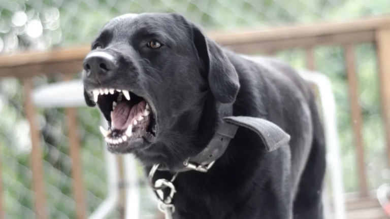 How Dog Bite Lawyer Nashville Strengthens Your Injury Claim?